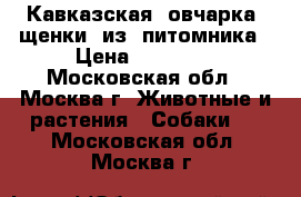 Кавказская  овчарка  щенки  из  питомника › Цена ­ 35 000 - Московская обл., Москва г. Животные и растения » Собаки   . Московская обл.,Москва г.